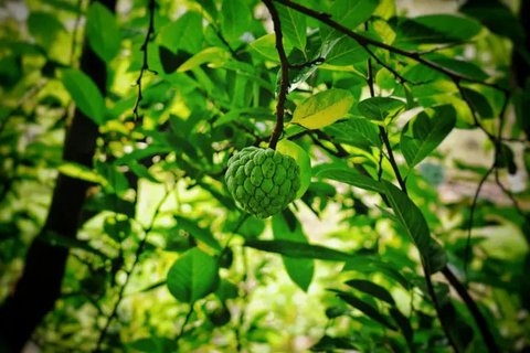 Manfaat buah srikaya  (sumber: iStockphoto)