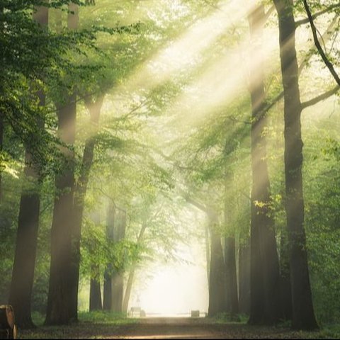 India Geger, Seorang Perempuan Diikat di Pohon dalam Hutan, Mengaku Tidak Makan Minum Selama 40 Hari