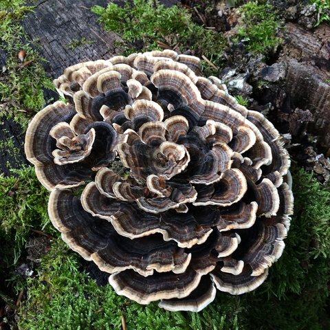 maitake