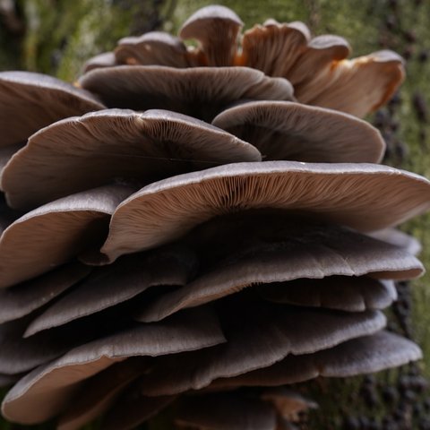 maitake