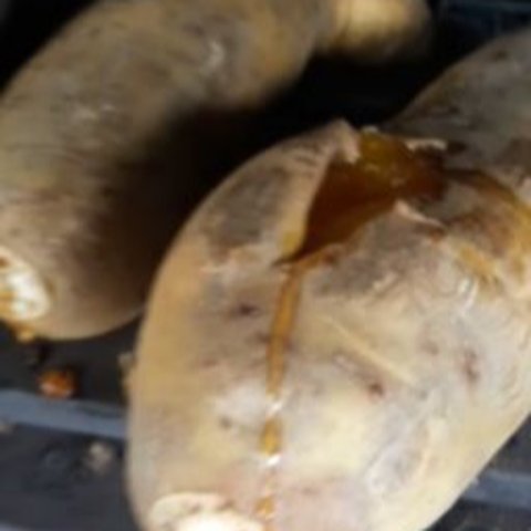 Ubi madu asli Sukabumi ini diklaim lebih manis dan lembut dari jenis ubi lainnya.