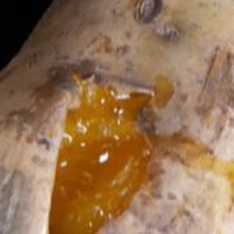 Ubi madu asli Sukabumi ini diklaim lebih manis dan lembut dari jenis ubi lainnya.