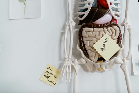 Cara Meningkatkan Kesehatan Pencernaan