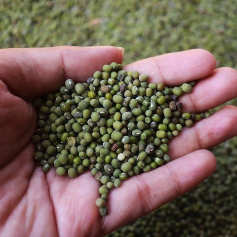 kacang hijau