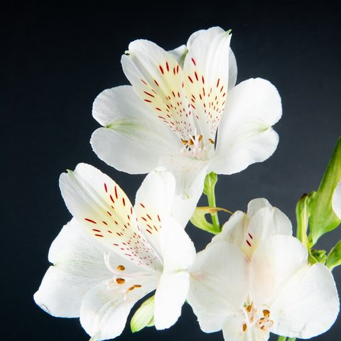 Parfum pria