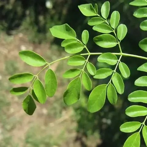 Daun Kelor (Sumber: paulsober.wordpress.com)