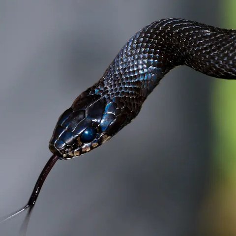 Ilustrasi Mimpi Banyak Ular Credit: pexels.com/Aaron