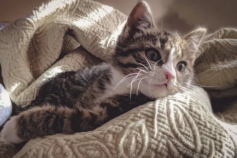 Ilustrasi kucing/pixabay.com
