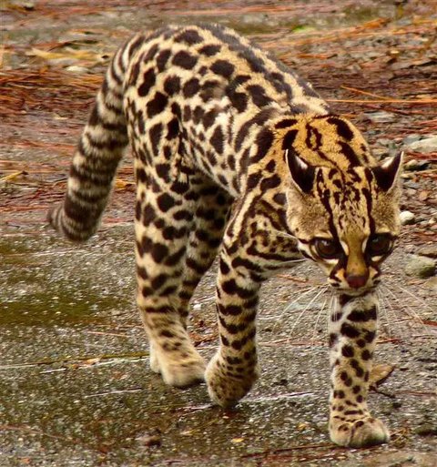 Ilustrasi kucing/pixabay.com