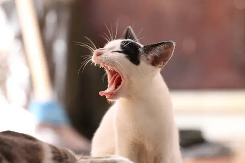 Ilustrasi kucing/pixabay.com