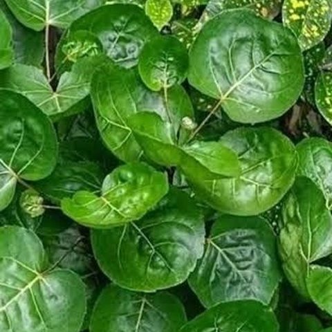 daun binahong