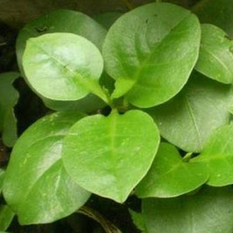 daun binahong