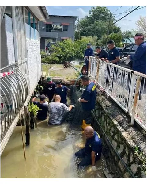 Petugas menangkap tiga arapaima berukuran besar dalam operasi lebih dari tujuh jam di Masjid Tanah, Malaka. (sumber: Sinar Harian)