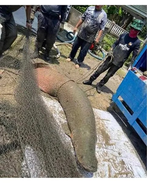 Petugas menangkap tiga arapaima berukuran besar dalam operasi lebih dari tujuh jam di Masjid Tanah, Malaka. (sumber: Sinar Harian)