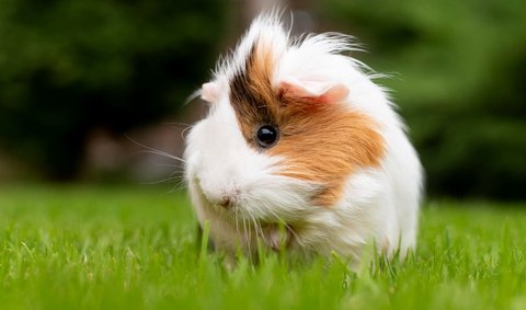 Guinea pigs love being held and cuddled by their owners.