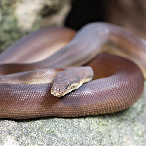 Ilustrasi piton zaitun/olive python