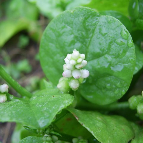Manfaat Daun Binahong (sumber: Wikimedia Commons)