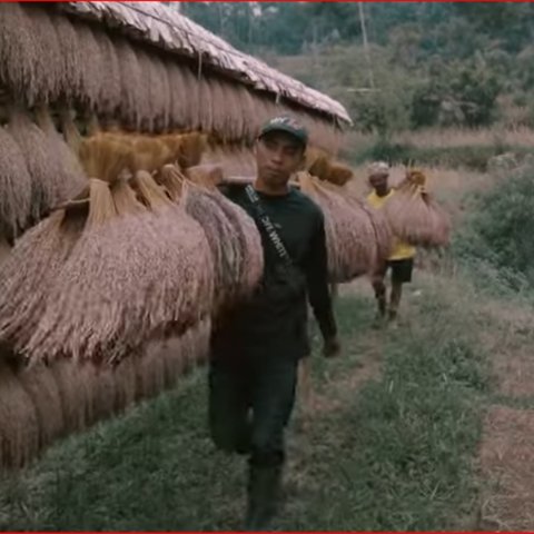 Padi Ciptagelar berusia ratusan tahun