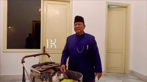 10 Foto Bobby Kertanegara, Kucing Presiden Prabowo Subianto, yang Diistimewakan dengan Stroller dan Kamar Pribadi di Istana