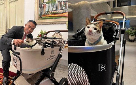 10 Foto Bobby Kertanegara, Kucing Presiden Prabowo Subianto, yang Diistimewakan dengan Stroller dan Kamar Pribadi di Istana