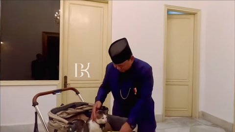 10 Foto Bobby Kertanegara, Kucing Presiden Prabowo Subianto, yang Diistimewakan dengan Stroller dan Kamar Pribadi di Istana