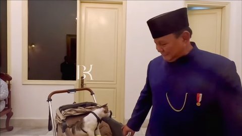 10 Foto Bobby Kertanegara, Kucing Presiden Prabowo Subianto, yang Diistimewakan dengan Stroller dan Kamar Pribadi di Istana