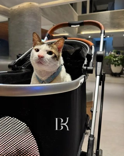Bobby Kucing Prabowo di Pelantikan Presiden RI ke-8 (Sumber: Instagram/bobbykertanegara)