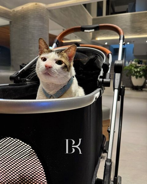 Banyak yang salfok dengan kehadiran Bobby Kertanegara. Jika belum tahu, dia adalah kucing kesayangan Presiden Prabowo yang belakangan ikut diboyong ke Istana Negara.&nbsp;