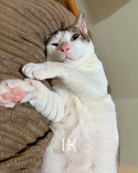 Tidak banyak yang tahu, namun Presiden Prabowo, yang dulunya masih menjabat sebagai Menteri Pertahanan, mengungkapkan bahwa ia mengadopsi Bobby dari jalanan.