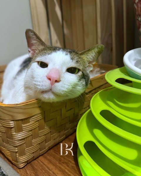 Ia termasuk kucing kampung liar yang pada akhirnya naik strata sosial menjadi kucing presiden, bahkan dianggap 'sukses' mengalahkan kelas kucing sultan.&nbsp;