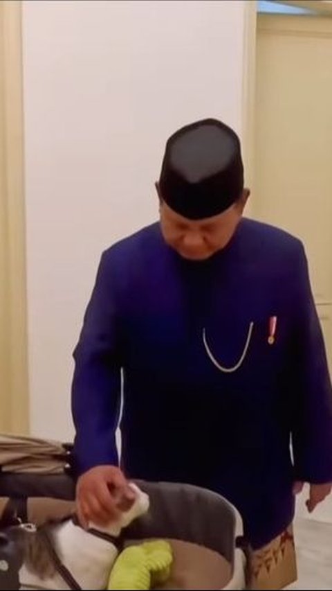 10 Foto Bobby Kertanegara, Kucing Presiden Prabowo Subianto, yang Diistimewakan dengan Stroller dan Kamar Pribadi di Istana