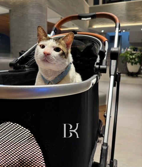 Naik Pangkat Kucing Bobby Kesayangan Presiden Prabowo
