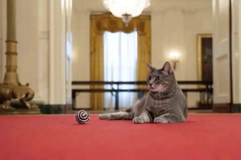 Kucing Presiden Prabowo Subianto, Bobby Kertanegara, bersama sang Presiden di Istana Merdeka pada Minggu, 20 Oktober 2024. (Instagram/bobbykertanegara)
