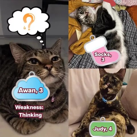 Kucing Presiden Prabowo Subianto, Bobby Kertanegara, bersama sang Presiden di Istana Merdeka pada Minggu, 20 Oktober 2024. (Instagram/bobbykertanegara)