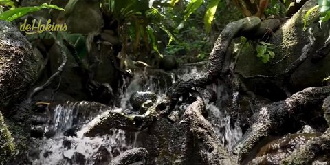 7 Potret Aviary Rumah Irfan Hakim yang Asri bak Hutan, Dihuni Ratusan Hewan Peliharaan - Suasana Sejuk