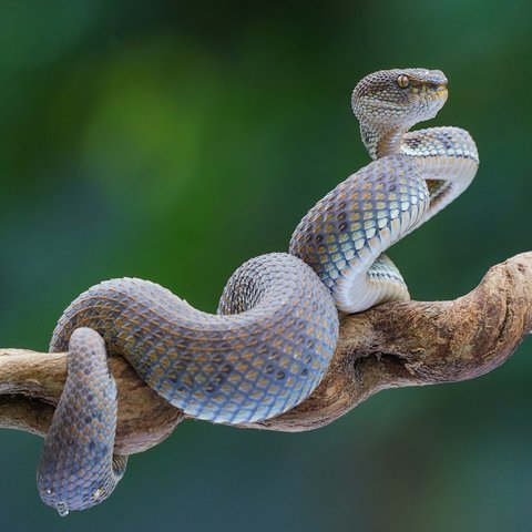 ular