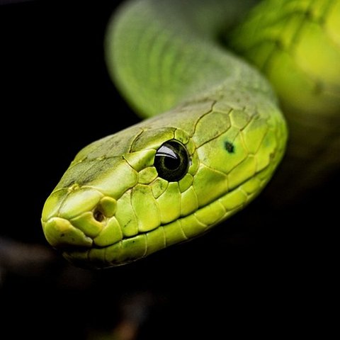 ular