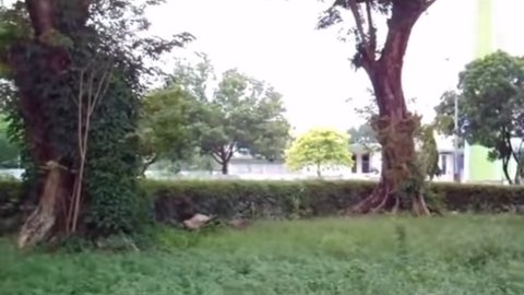 Dikatakan bahwa dulunya ada ayunan dari tali yang dipasang ayah mereka di antara dua pohon di halaman rumah yang cukup luas.