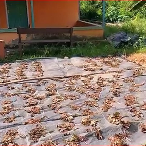 Kisah Budi Daya