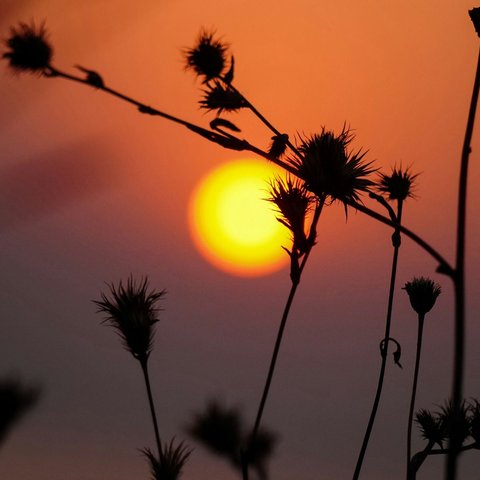 Sunset selalu memancarkan pesona yang menakjubkan, mampu memukau siapa pun yang menyaksikannya.