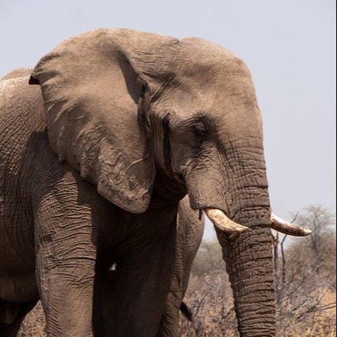 gajah