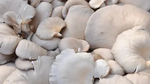 Jamur tiram mentah. (c) Shutterstock/Pravruti