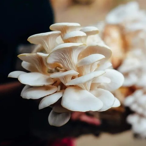Jamur tiram mentah. (c) Shutterstock/Pravruti