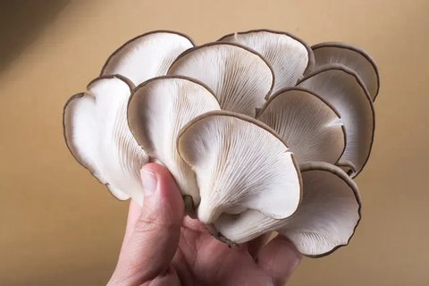 Jamur tiram mentah. (c) Shutterstock/Pravruti