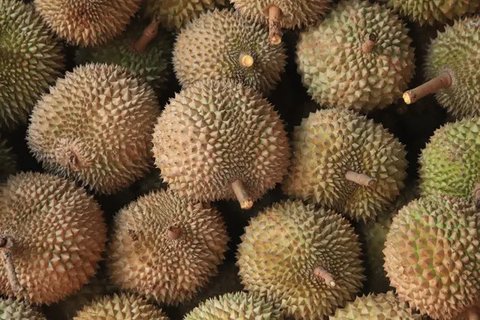 Buah durian terlihat di kafe Mao Shan Wang di Singapura (26/1). Restoran yang menyediakan beragam aneka rasa durian ini telah menarik banyak pengunjung untuk datang mencicipi buah durian d