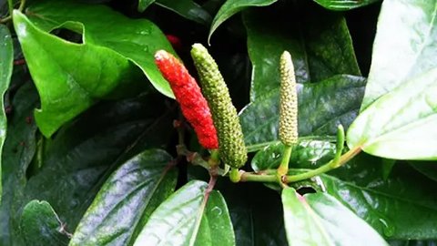 Tak hanya kopi susu, ini Racikan Jamu yang bantu fokus saat kerja