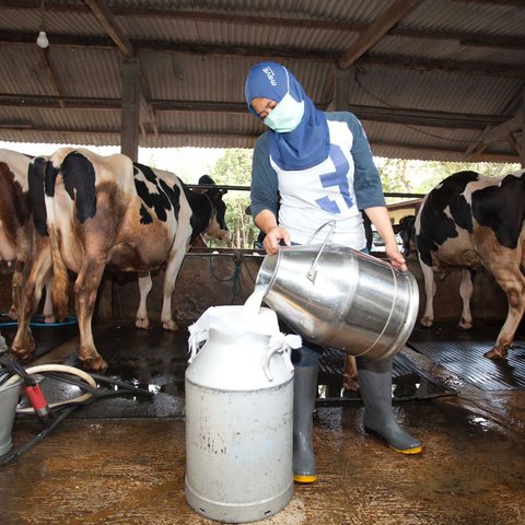 Impor Susu, Daging Sapi Hingga Beras di Tengah Jargon Swasembada Pangan Indonesia