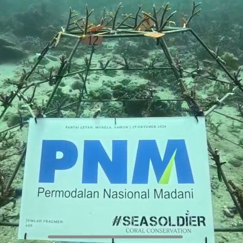 Peringati Sumpah Pemuda, PNM Gandeng Pemuda dalam Konservasi Terumbu Karang di Ambon