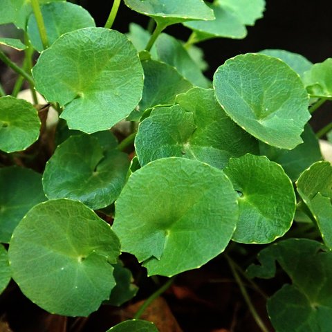 Kandungan Nutrisi Daun Pegagan (Photo by Beverly Buckley on Pixabay)