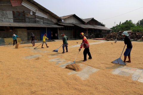 Pekerja menjemur gabah di penggilingan padi Haji Barudin, kawasan Pebayuran, Kabupaten Bekasi, Jawa Barat, Selasa (29/10/2024).